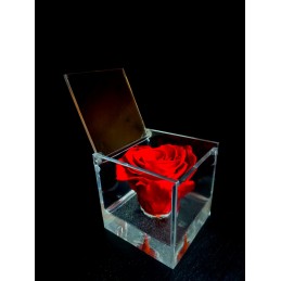 Rosa stabilizzata in cubo...