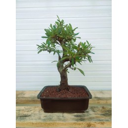 Bonsai di Piracanta