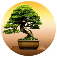 Bonsai e pre bonsai, attrezzi, vasi cinesi, filo in alluminio e in rame, concimi, terricci. Tutto l'occorrente per il neofita o per l'amatore.