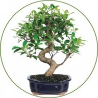 Bonsai da interno